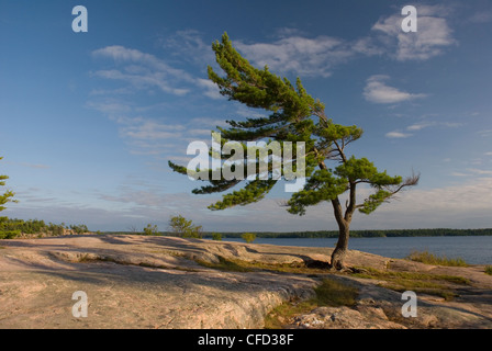 Seul pin en balayées par le parc provincial Killbear, sur la baie Georgienne, en Ontario. Banque D'Images