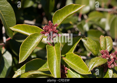 Bush de sucre ou de sucre, Sumac Rhus ovata dans chaparral à sec, California, USA Banque D'Images