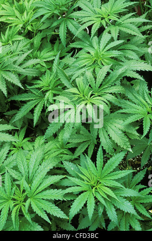 La marijuana - les jeunes plantes à cultiver, British Columbia, Canada. Banque D'Images