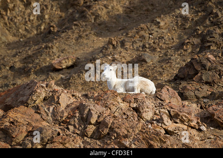 Le mouflon de Dall (Ovis dalli dalli), ram, Polychrome Pass, Denali National Park, Alaska, United States of America Banque D'Images