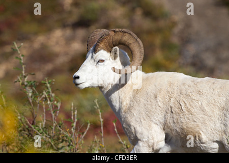 Le mouflon de Dall (Ovis dalli dalli), ram, Polychrome Pass, Denali National Park, Alaska, United States of America Banque D'Images