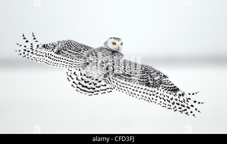 Snowy Owl flying, Ottawa, Canada Banque D'Images