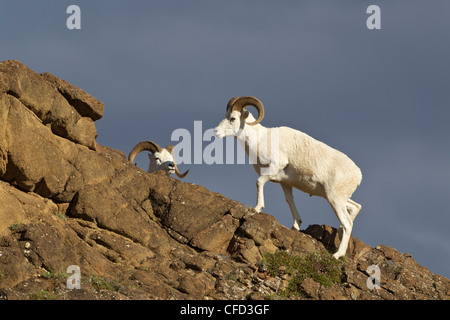 Le mouflon de Dall (Ovis dalli dalli), des béliers, Polychrome Pass, Denali National Park, Alaska, United States of America Banque D'Images