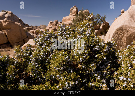 Le genévrier, Juniperus californica californien dans les fruits ; Parc National de Joshua Tree, California, USA Banque D'Images