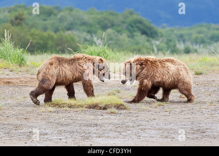 L'ours grizzli Ursus arctos Ours/Alaskbrown Banque D'Images