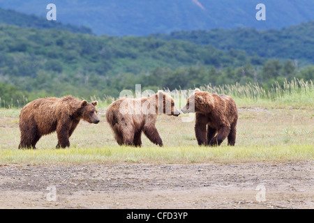 /Alaskbrown l'ours grizzli (Ursus arctos) Banque D'Images