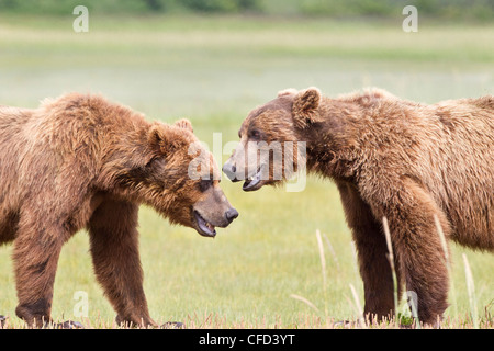 /Alaskbrown l'ours grizzli (Ursus arctos) Banque D'Images