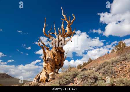 Bristlecone Pine (Pinus longaeva), ancienne Bristlecone Pine Forest Park, Inyo National Forest, Bishop, California, USA Banque D'Images