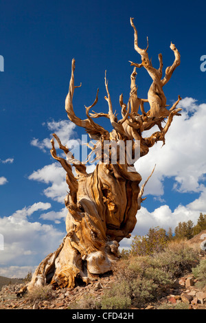 Bristlecone Pine (Pinus longaeva), ancienne Bristlecone Pine Forest Park, Inyo National Forest, Bishop, California, USA Banque D'Images