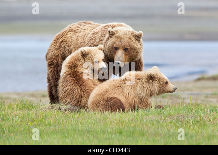 /Alaskbrown l'ours grizzli (Ursus arctos) Banque D'Images