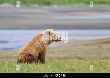 /Alaskbrown l'ours grizzli (Ursus arctos) Banque D'Images