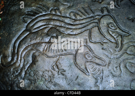 Petroglyph Park grès, Nanaimo, île de Vancouver, Colombie-Britannique, Canada. Banque D'Images