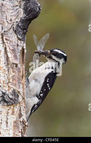 Pic chevelu Picoides villosus femme Banque D'Images