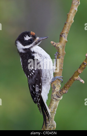 Pic chevelu ? (Picoides villosus), juvénile, lac Le Jeune, British Columbia, Canada Banque D'Images