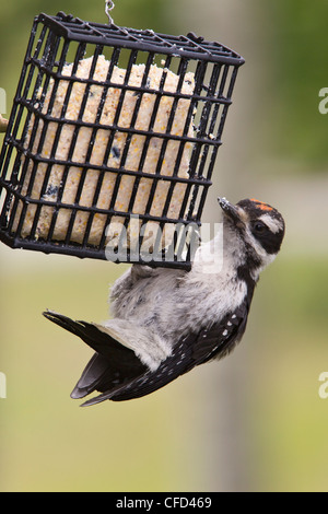 Pic chevelu (Picoides villosus), juvénile à suet convoyeur, lac Le Jeune, British Columbia, Canada Banque D'Images