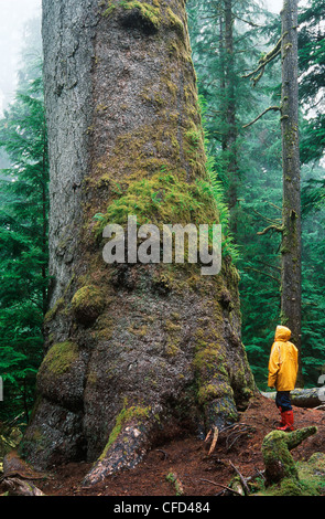 Queen Charlotte Islands - Hadia Gwaii - Windy Bay - Vues d'immenses épinettes, British Columbia, Canada. Banque D'Images