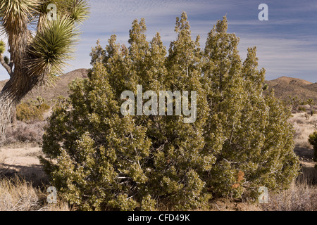 Le genévrier, Juniperus californica californiens, California, USA Banque D'Images
