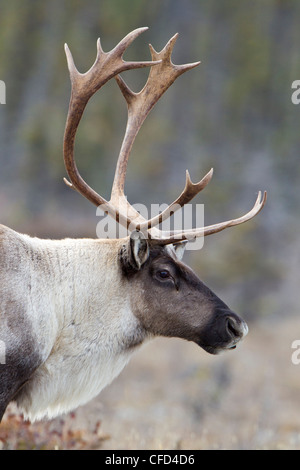 (La Montagne), le caribou des bois (Rangifer tarandus caribou), Bull, Muncho Lake Provincial Park, British Columbia, Canada Banque D'Images