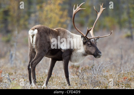 Le caribou des bois du nord , (Rangifer tarandus caribou), Bull, Muncho Lake Provincial Park, British Columbia, Canada Banque D'Images