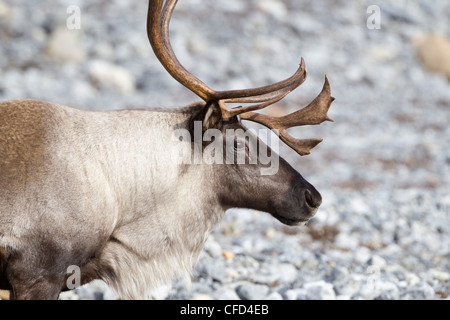 (La Montagne), le caribou des bois (Rangifer tarandus caribou), Bull, Muncho Lake Provincial Park, British Columbia, Canada Banque D'Images