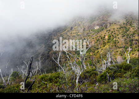 Arbres dans la brume sur le Cerro Chirripó, 3820m, point le plus élevé au Costa Rica, le Parc National Chirripó, Costa Rica, Amérique Centrale Banque D'Images