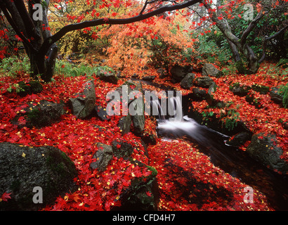 Le Parc Beacon Hill, érables du Japon à l'automne avec Creek, Victoria, île de Vancouver, Colombie-Britannique, Canada. Banque D'Images