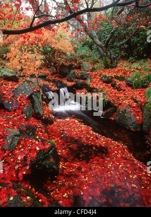 Le Parc Beacon Hill, érables du Japon à l'automne avec Creek, Victoria, île de Vancouver, Colombie-Britannique, Canada. Banque D'Images