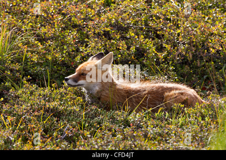 Le renard roux (Vulpes vulpes), le parc national Denali, Alaska, États-Unis d'Amérique Banque D'Images