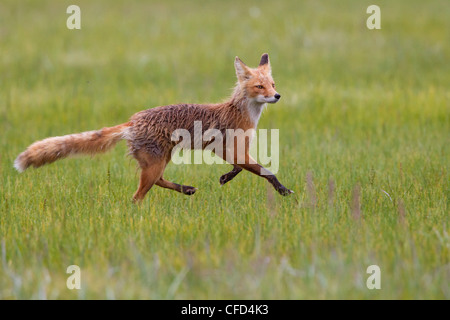 Le renard roux (Vulpes vulpes), sous la pluie, Hallo Bay, Katmai National Park, Alaska, United States of America Banque D'Images