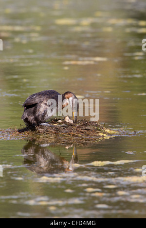 Grèbe jougris (Podiceps grisegena), tournage Easter eggs, Logan Lake, British Columbia, Canada Banque D'Images