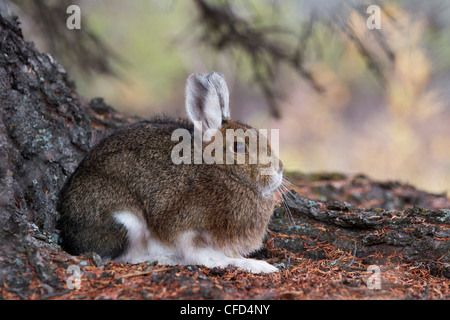 Le lièvre (Lepus americanus), le parc national Denali, Alaska, États-Unis d'Amérique Banque D'Images