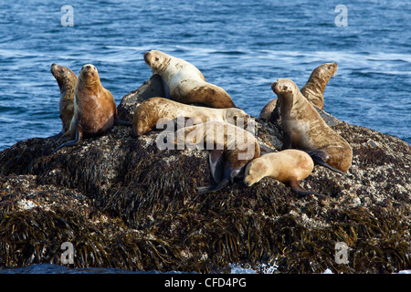 Les lions de mer de Steller (Eumetopias jubatus), à l'échouerie, au large de l'île Kodiak, Alaska, États-Unis d'Amérique Banque D'Images