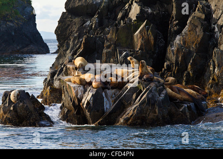 Les lions de mer de Steller (Eumetopias jubatus), à l'échouerie, au large de l'île Kodiak, Alaska, États-Unis d'Amérique Banque D'Images