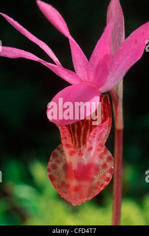 Calypso, Fairy Slipper (Calypso bulbosa), British Columbia, Canada. Banque D'Images