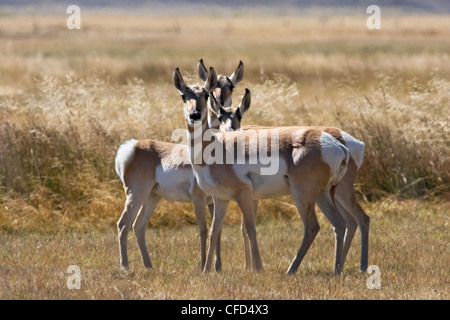 Trois Antilopes d dans les contreforts de la chaîne Wind River, comté de Sublette, Wyoming, United States of America Banque D'Images