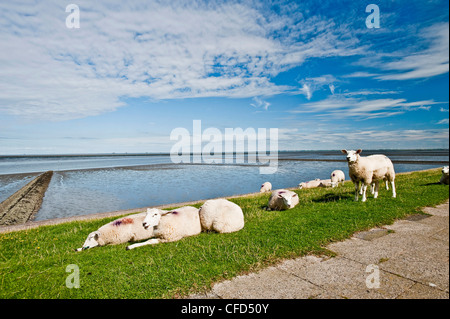 Moutons sur la digue dans la lumière du soleil, Nordstrand, Schleswig Holstein, Allemagne, Europe Banque D'Images