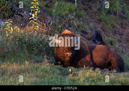 Le bison des bois Bison bison athabascae bull le long Banque D'Images