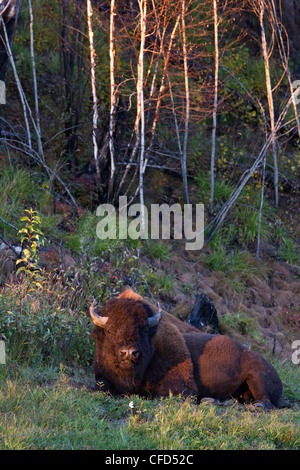 Le bison des bois Bison bison athabascae bull le long Banque D'Images