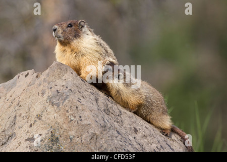 À ventre jaune (Marmota flaviventris), femme et de soins infirmiers ( ?), près de petits Tunkwa Provincial Park, British Columbia, Canada Banque D'Images