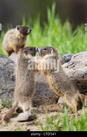 À ventre jaune (Marmota flaviventris), petits jouer wrestling, près de Tunkwa Provincial Park, British Columbia, Canada Banque D'Images