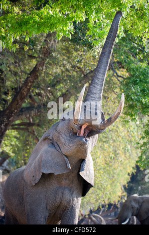 Bull adultes alimentation d'éléphants d'Afrique sur le feuillage sur les rives de la Rivière Luangwa. South Luangwa National Park, Zambie Banque D'Images