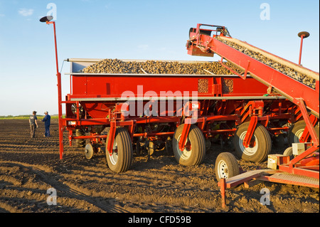 La plantation des pommes de terre, près de Cypress River, Manitoba, Canada Banque D'Images