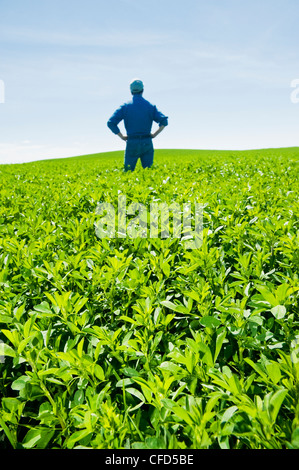 L'homme à champ de luzerne, près de Somerset, Manitoba, Canada Banque D'Images