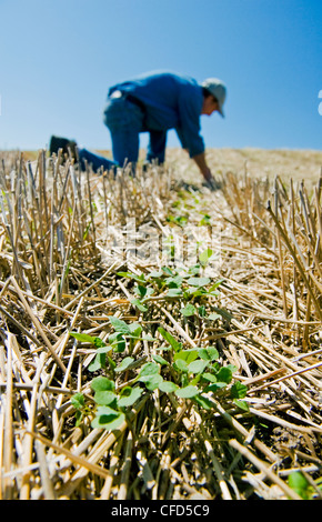 Un agriculteur scouts début de la croissance zéro dans un canola jusqu'au champ de chaumes de céréales, Tiger Hills, Manitoba, Canada Banque D'Images