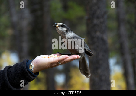 L'alimentation de l'homme Mésangeai du Canada (Perisoreus canadensis) de la main, Territoire du Yukon, Canada Banque D'Images