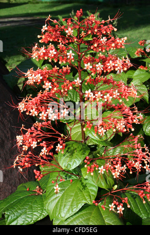 Clerodendrum paniculatum fleur pagode Banque D'Images