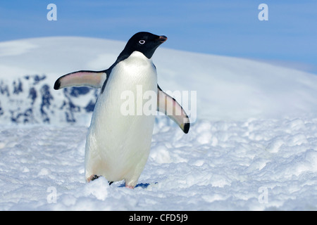 Les manchots Adélie (Pygoscelis adeliae) retour à leur colonie de nidification d'une excursion de recherche, Péninsule Antarctique, l'Antarctique Banque D'Images