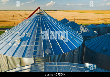 Close up de bacs de stockage du grain avec champ de blé dans l'arrière-plan, près de Lorette, Manitoba, Canada Banque D'Images