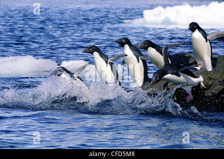 Les manchots Adélie (Pygoscelis adeliae) de partir en excursion de recherche de leur colonie de nidification, Péninsule Antarctique, l'Antarctique Banque D'Images