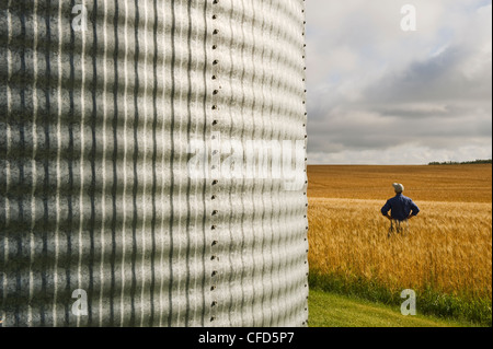 Silo à grain gros plan homme blé mûr de champ Banque D'Images